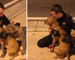 Officers find abandoned pit bulls on the street, comfort them and show them love and care