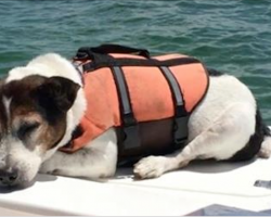Jack Russell Terrier Lost At Sea Miraculously Found Alive