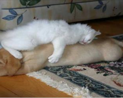 25 hilarious photos of cats sleeping on dogs