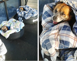 Bus Station Comes Up With A Brilliant Solution To Help Stray Dogs Escape The Cold