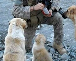 Soldier met 3 dogs while out on active duty. His ultimate fate with them will give you chills