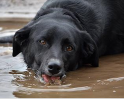 Update: Deadly Bacteria Easily Spread Between Dogs Is On The Rise Across The US