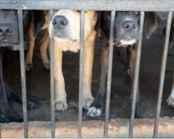 China ‘set to ban dog meat’ at notorious Yulin festival