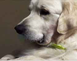 Dog refuses to drop what’s in his mouth, no matter how hard owner tries to pry it away