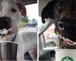 Shelter Takes Adoptable Dogs Out For ‘Puppucinos’ To Help Find Them Homes