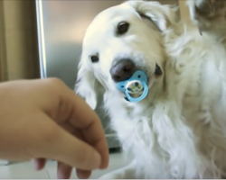 Golden Retriever hilariously refuses to give up pacifier, has giant meltdown