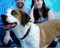 Dog Stuck In Shelter For Over A Year Gets Adopted To Play The Star Role In A New TV Series