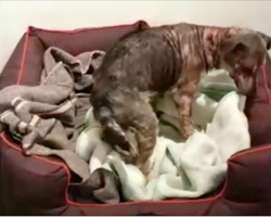 The moment this dog is pulled from a life of neglect and shown a bed is too special