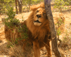 33 Circus Lions Finally Return Home To Africa After A Lifetime Of Misery