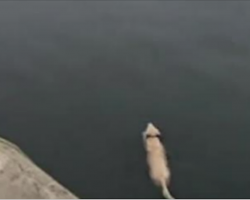 This Dog Swims Out Into The Ocean Every Day To Meet His Secret Best Friend