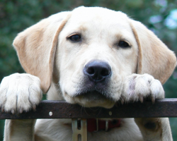 12 Dog Breeds Prone To Separation Anxiety