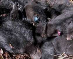 US Senate passes new bill, makes it legal to kill hibernating bear families in den