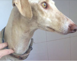 Dog With Broken Leg Leads Rescuers On A 2-Mile Journey. Once They See Why, They Are In Tears