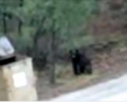 Helpless momma bear can’t get her cubs out of a dumpster – Watch who comes to help