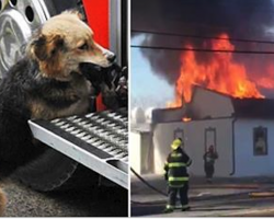 Firefighters were putting out the fire in this house – then see the dog carrying something in its mouth