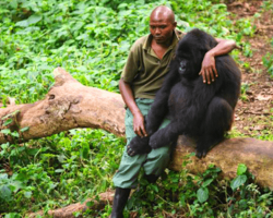 A Park Ranger Quietly Comforts A Sad Gorilla Who’s Just Lost His Mother