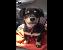 Don’t tell this puppy ‘no’ unless you want to see an unbearably cute temper tantrum