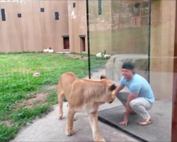 He Started Creating A Scene At The Zoo – What The Lions Did Is Beyond Funny