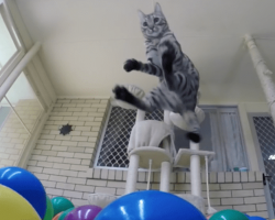 Kitten Discovers New Ball-Pit, You Don’t Want To Miss The Reaction