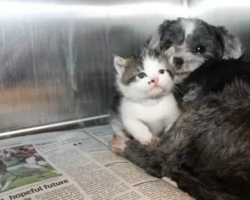 Homeless Dog Nurses An Abandoned Kitten. This Will Definitely Melt Your Heart