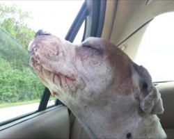 An Old Dog Smiles On His Last Car Ride And Leaves The World In Tears