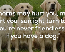 25 quotes to remind you that dogs are the greatest