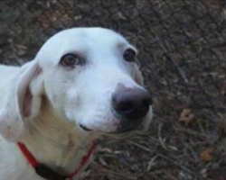 Escape Dog Returns To Shelter 11 Times. Then They Realized He Was Trying To Tell Them Something…
