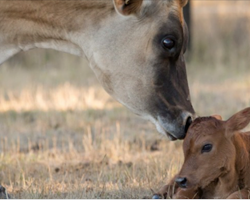 Mama Cow Knew Her Baby Would be Taken, So She Does the Most Incredible Thing to Save Him