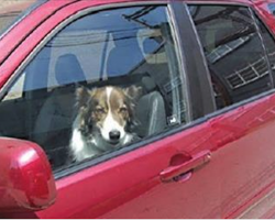 Man Saves Dog Dying In A Hot Car Using His Shop Vac