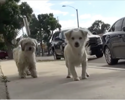 These 2 Best Friends Have Spent Their Days Roaming The Streets. But Now, Look At Their Smiles!