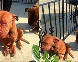 Two Battered, Broken, & Abandoned Bait Dogs Saved from a Life of Hell