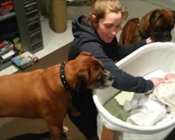 Two Boxers Meet Newborn Baby For The First Time