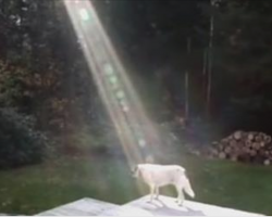 Fallen Soldier’s Puppy Gives Hope to Grieving Family