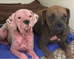 This Pink Dog And Her Friend Were Abandoned At A Shelter With The Same Condition