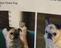 Pug Won’t Stop Howling In The Apartment, So Owner Posts A Note Explaining The Situation