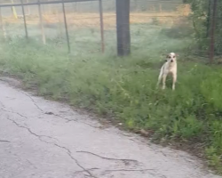 Abandoned dog crying on the side of the road just wants to kiss her rescuer