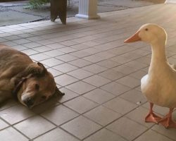 Friendly Duck Shows Up At A Home And Helps A Grieving Dog Feel Better