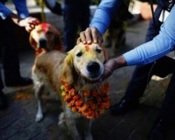 There is a festival in Nepal dedicated solely to thanking dogs for their loyalty and friendship
