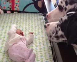 Parents Introduce The New Baby To Their Dogs… And Things Don’t Go As Planned