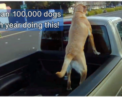 WARNING: Stop Putting Dogs In Truck Beds, More Than 100,000 Dogs Die Each Year