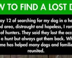 This guy thought he’d never see his dog again. Then he followed this tip and found his best friend.