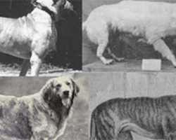 20 Extinct Dog Breeds So Strange That We Wish They Still Existed