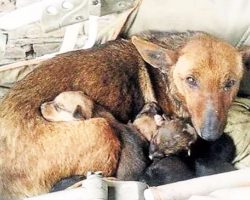 Brave mother dog finds abandoned human baby, acts quickly until help arrives