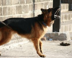 What to Do If You’re Attacked by a Dog