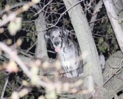 Firefighters Come To The Rescue Of 120-Pound Great Dane Stuck In A Tree