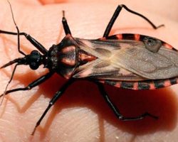 Everyone Should Know About The ‘Silent Killer’ Spread By Kissing Bugs
