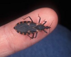 Dog Owners Should Know About The ‘Silent Killer’ Spread By ‘Kissing Bugs’