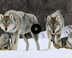 They Released 14 Wolves In A Park. But No One Was Prepared For THIS…