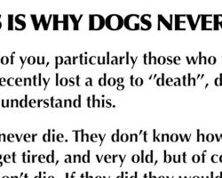 This Is Why Dogs Never Die