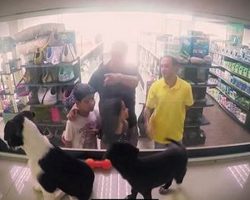 Pet Store Secretly Replaces All The Animals With Rescues And Shoppers Fall In Love